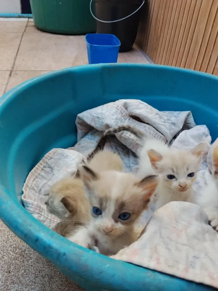 Gato raça SRD-ViraLata idade Abaixo de 2 meses nome Vários 
