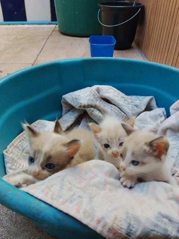 Gato raça SRD-ViraLata idade Abaixo de 2 meses nome Vários 