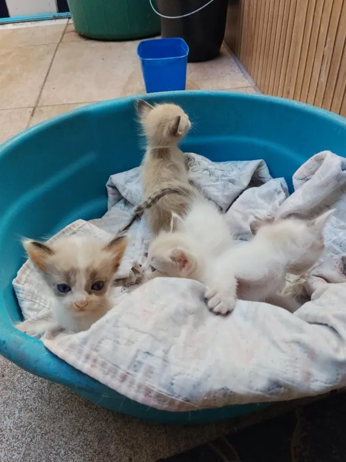 Gato raça SRD-ViraLata idade Abaixo de 2 meses nome Vários 
