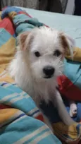 Bolinha