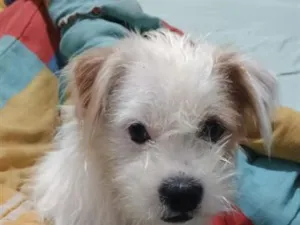 Cachorro raça SRD-ViraLata idade 1 ano nome Bolinha