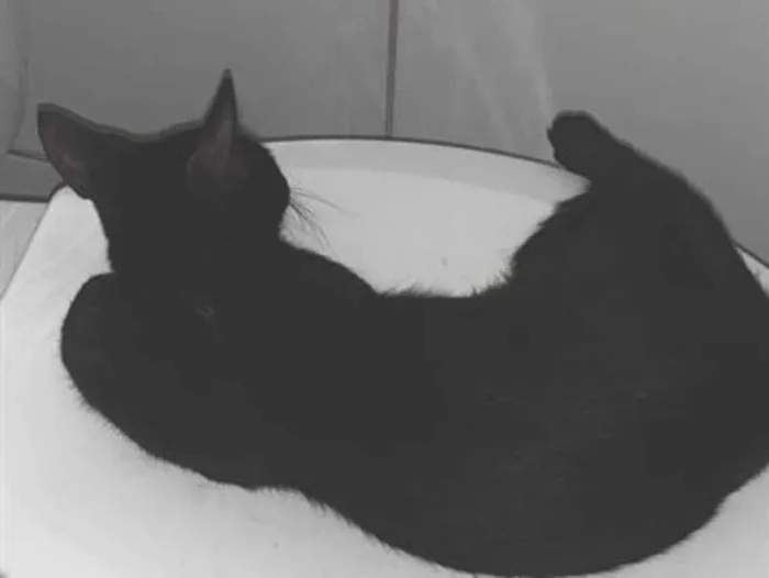 Gato raça SRD-ViraLata idade 1 ano nome Pantera