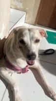 Lua
