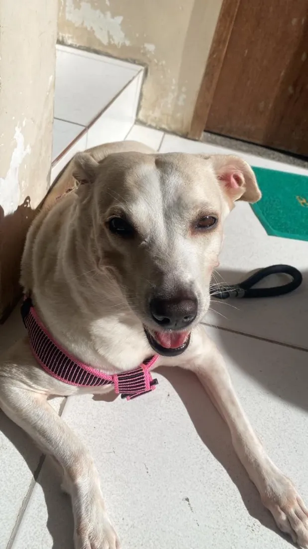 Cachorro raça SRD-ViraLata idade 6 ou mais anos nome Lua