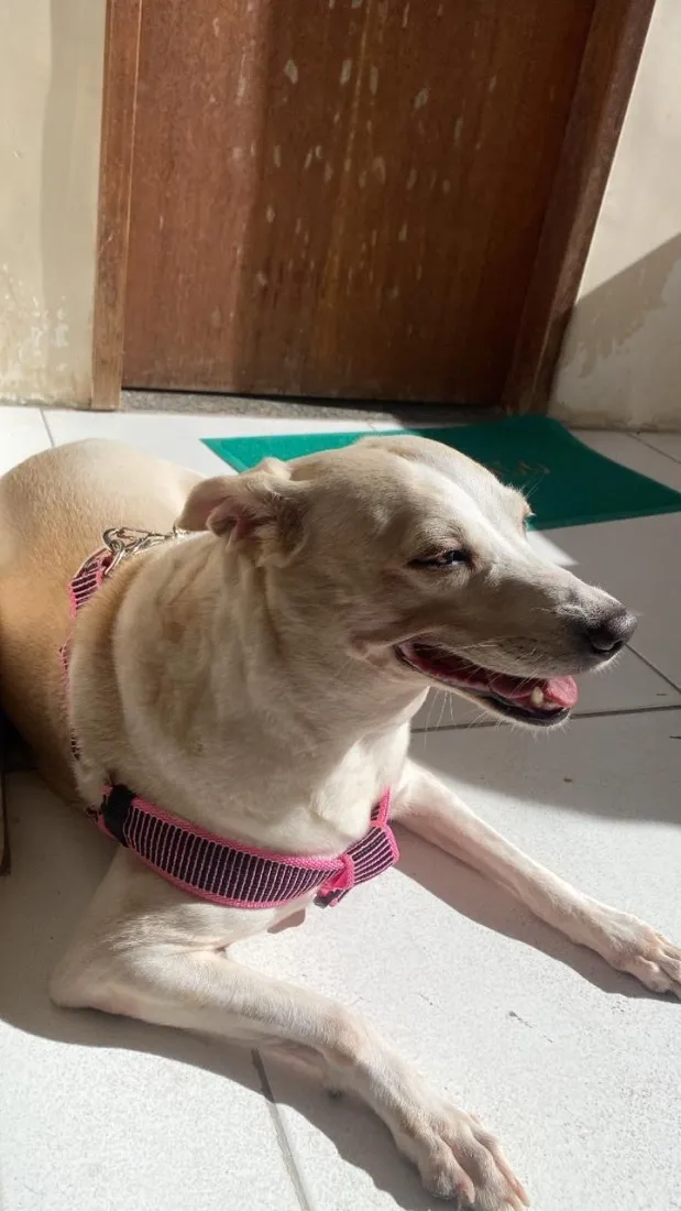 Cachorro raça SRD-ViraLata idade 6 ou mais anos nome Lua