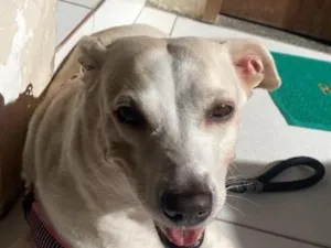 Cachorro raça SRD-ViraLata idade 6 ou mais anos nome Lua