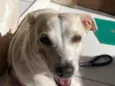 Lua