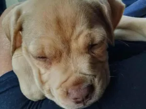 Cachorro raça Labrador idade 2 a 6 meses nome serena