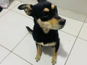 Cachorro raça SRD-ViraLata idade 2 anos nome Nina 