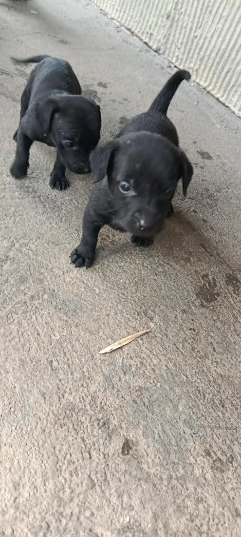 Cachorro raça SRD-ViraLata idade Abaixo de 2 meses nome costelinha 