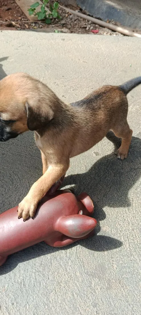 Cachorro raça SRD-ViraLata idade Abaixo de 2 meses nome costelinha 