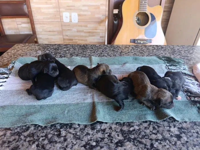 Cachorro raça SRD-ViraLata idade Abaixo de 2 meses nome costelinha 