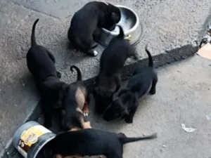 Cachorro raça SRD-ViraLata idade Abaixo de 2 meses nome costelinha 
