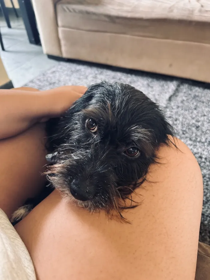 Cachorro raça SRD-ViraLata idade 2 anos nome BOB