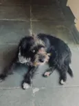 BOB