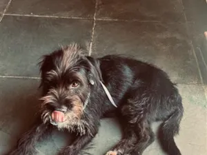 Cachorro raça SRD-ViraLata idade 2 anos nome BOB