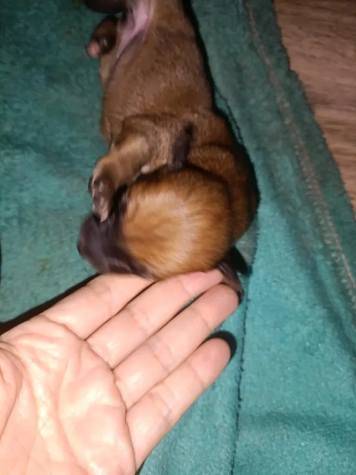 Cachorro raça SRD-ViraLata idade Abaixo de 2 meses nome sem nome 