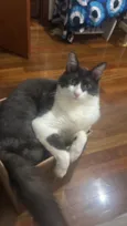 teo