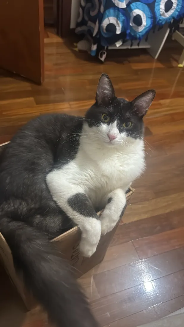 Gato raça SRD-ViraLata idade 2 anos nome teo