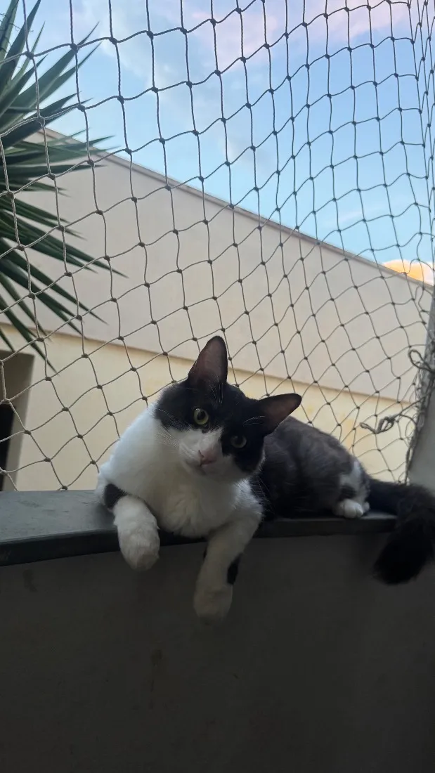 Gato raça SRD-ViraLata idade 2 anos nome teo