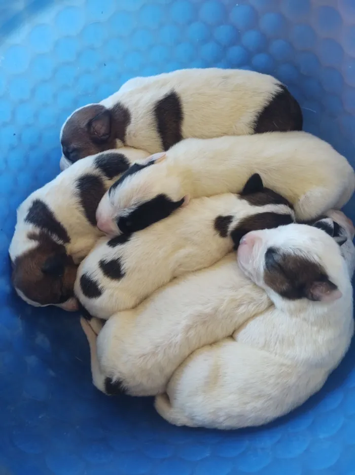Cachorro raça SRD-ViraLata idade Abaixo de 2 meses nome a pessoa que preferir ainda não demos nomes 