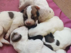 Cachorro raça SRD-ViraLata idade Abaixo de 2 meses nome a pessoa que preferir ainda não demos nomes 