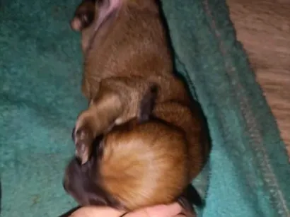 Cachorro raça SRD-ViraLata idade Abaixo de 2 meses nome sem nome 