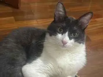 Gato raça SRD-ViraLata idade 2 anos nome teo
