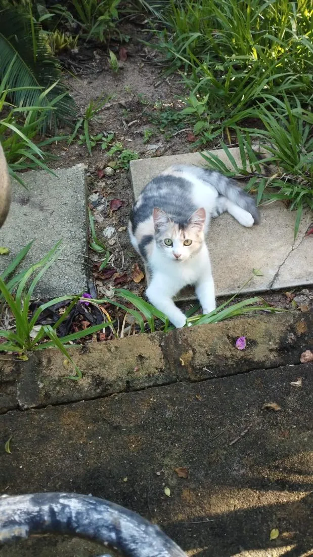 Gato raça SRD-ViraLata idade 2 a 6 meses nome Sua escolha