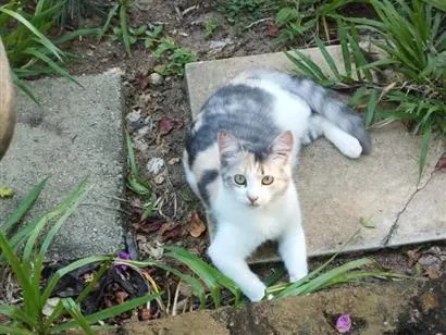 Gato raça SRD-ViraLata idade 2 a 6 meses nome Sua escolha