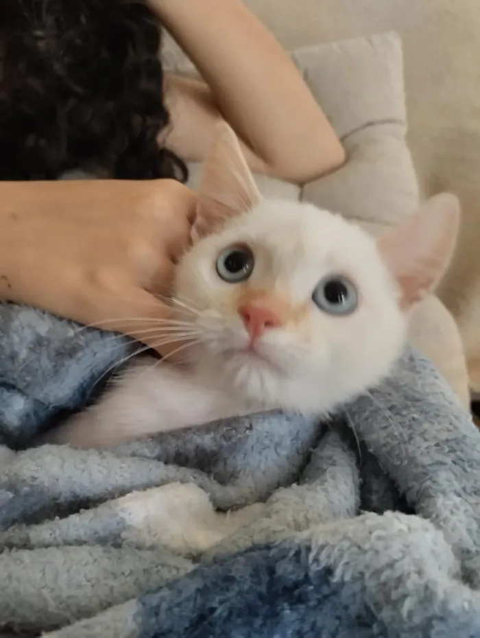 Gato raça SRD-ViraLata idade Abaixo de 2 meses nome Felix