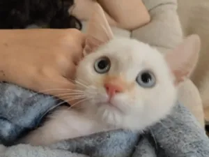 Gato raça SRD-ViraLata idade Abaixo de 2 meses nome Felix