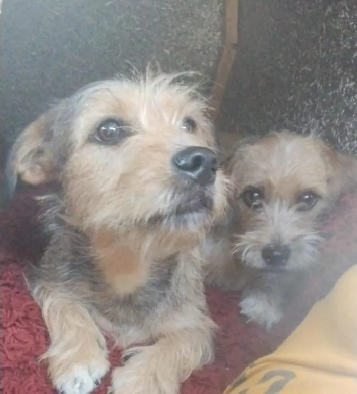 Cachorro raça SRD-ViraLata idade 2 a 6 meses nome amora e pandhora