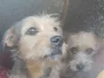 amora e pandhora