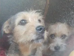 Cachorro raça SRD-ViraLata idade 2 a 6 meses nome amora e pandhora