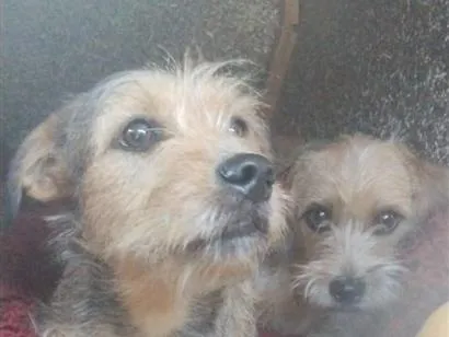 Cachorro raça SRD-ViraLata idade 2 a 6 meses nome amora e pandhora
