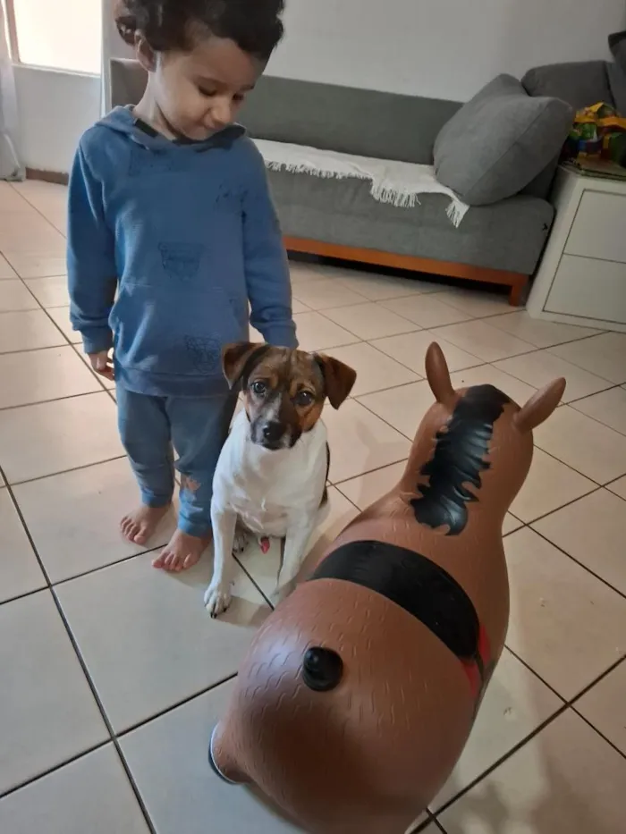 Cachorro raça SRD-ViraLata idade 2 anos nome Sem Nome