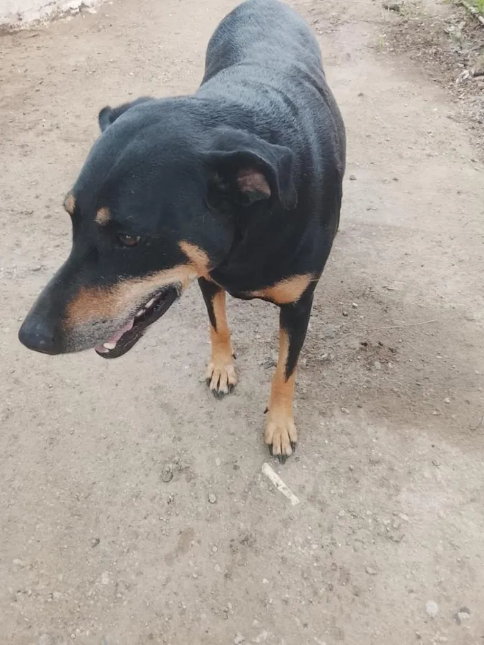 Cachorro raça Dobermann idade 5 anos nome Sofia