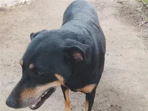 Cachorro raça Dobermann idade 5 anos nome Sofia