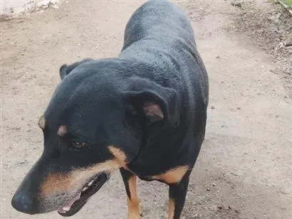 Cachorro raça Dobermann idade 5 anos nome Sofia