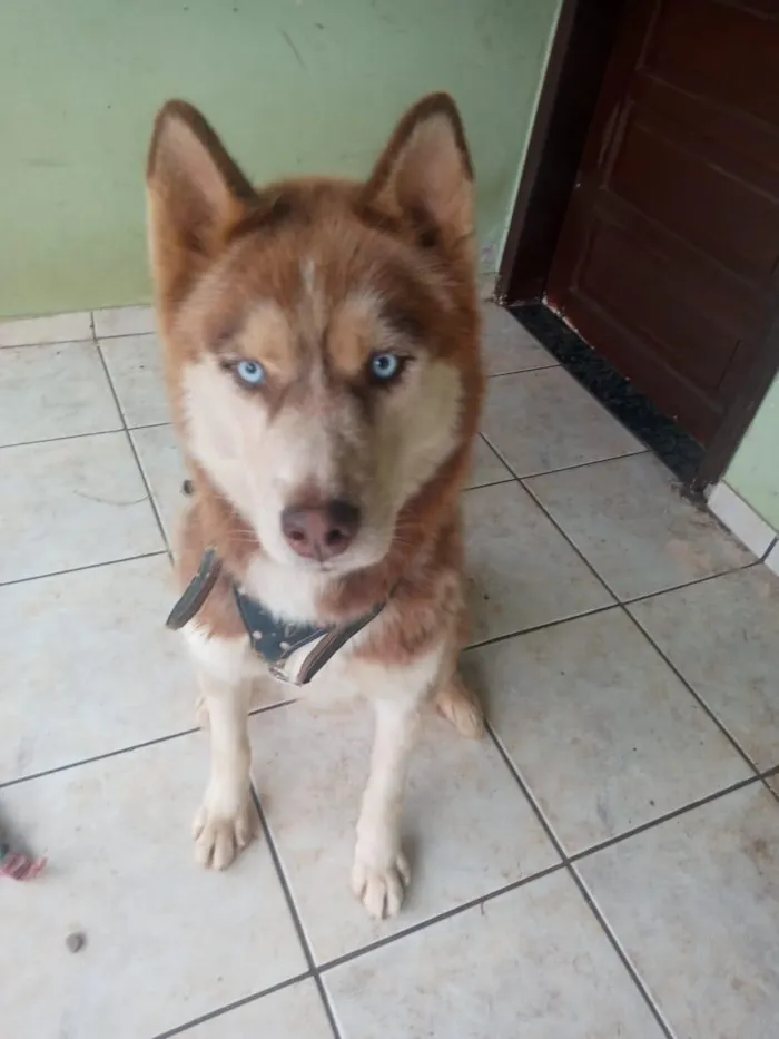 Cachorro raça SRD-ViraLata idade 3 anos nome Apollo