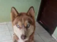 Apollo