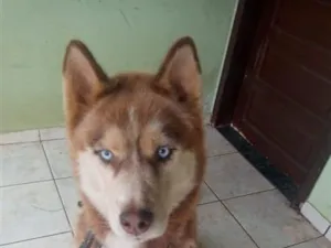 Cachorro raça SRD-ViraLata idade 3 anos nome Apollo