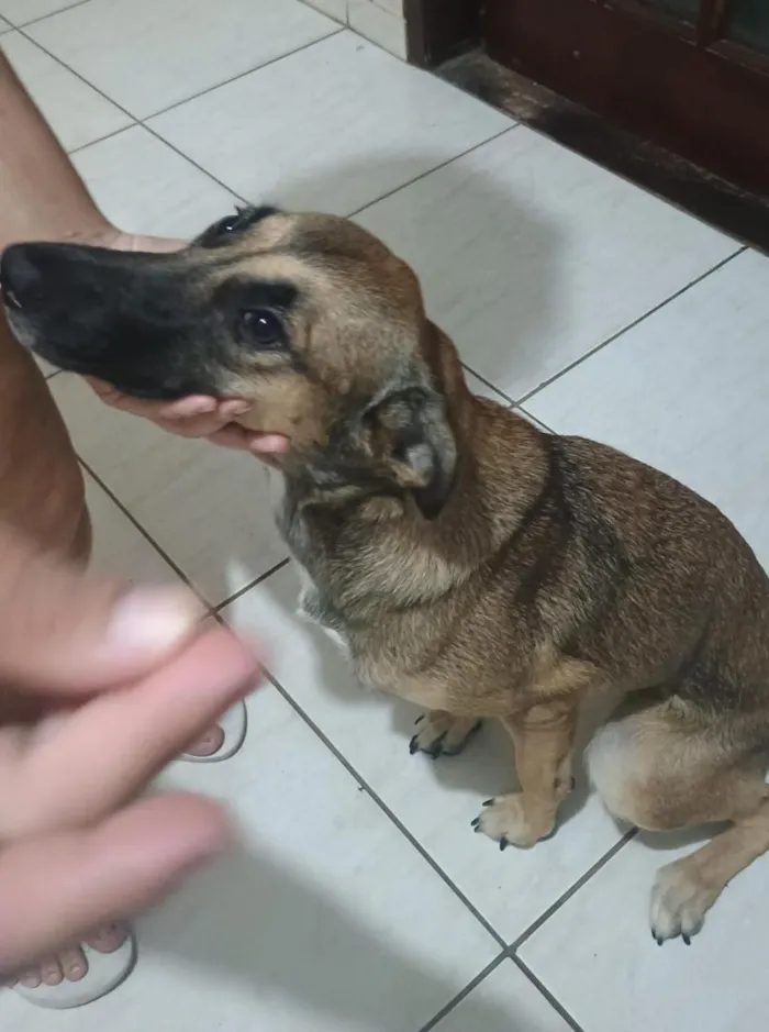 Cachorro raça SRD-ViraLata idade 1 ano nome lua