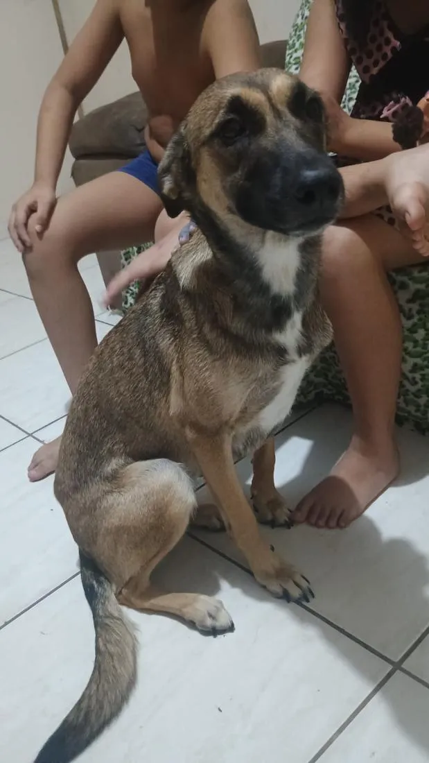 Cachorro raça SRD-ViraLata idade 1 ano nome lua