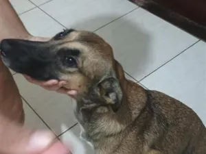 Cachorro raça SRD-ViraLata idade 1 ano nome lua