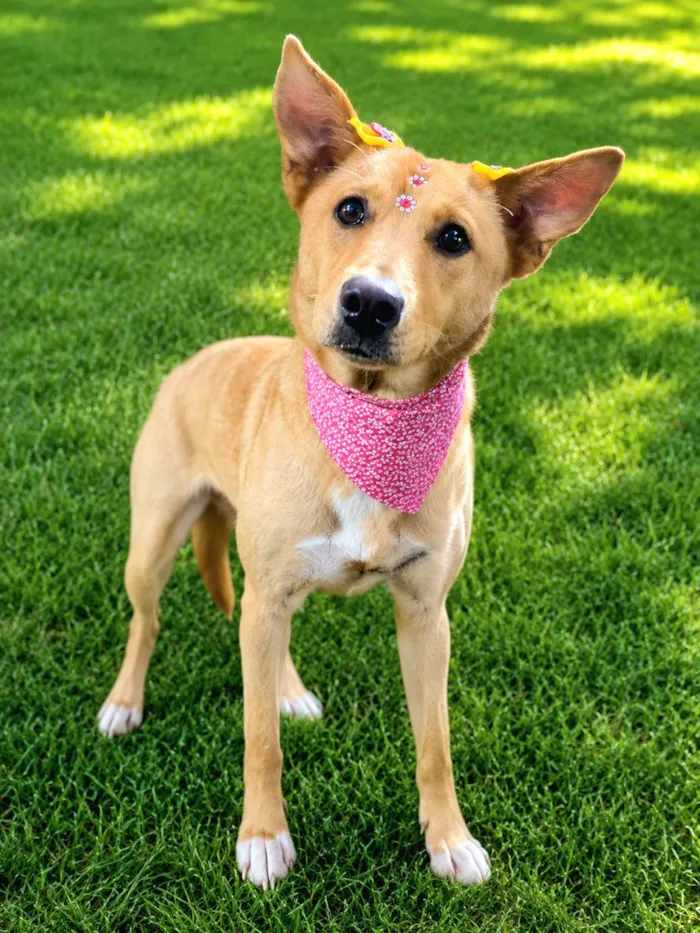 Cachorro raça SRD-ViraLata idade 1 ano nome Nina Maria 