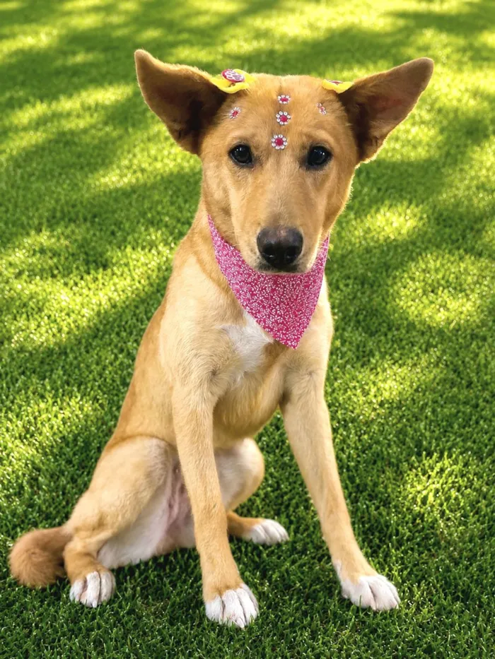 Cachorro raça SRD-ViraLata idade 1 ano nome Nina Maria 