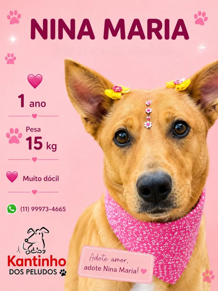 Cachorro raça SRD-ViraLata idade 1 ano nome Nina Maria 