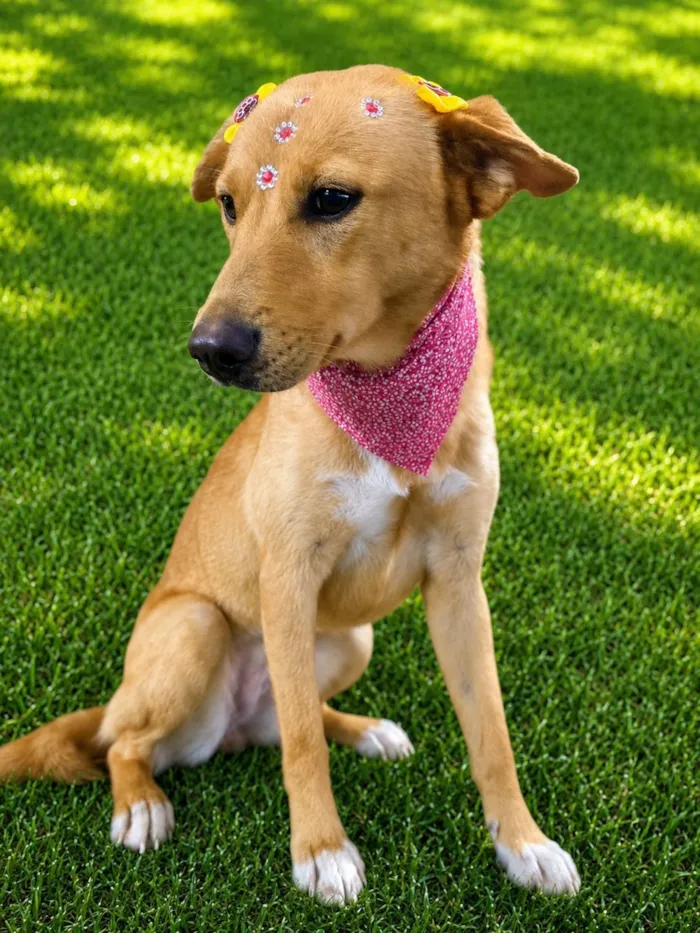 Cachorro raça SRD-ViraLata idade 1 ano nome Nina Maria 